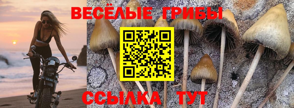 Ртищево  Псилоцибиновые грибы Psilocybe  Вход с VPN 